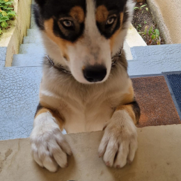 Tyson profile