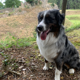 Voltige profile