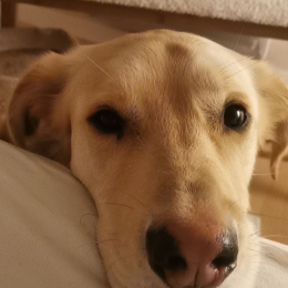 Phileas profile