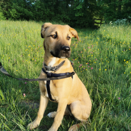 Amaya profile