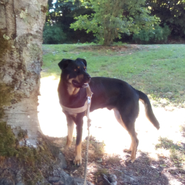 Brutus profile