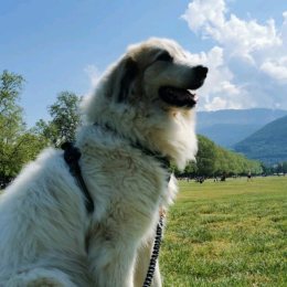 Naika profile