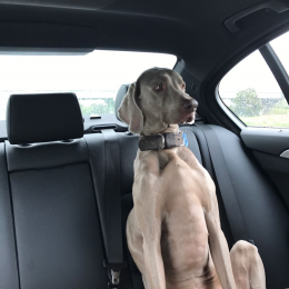 Doggo profile