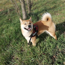 Yoshi profile