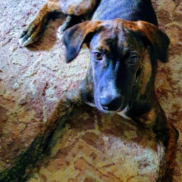 Doggo profile