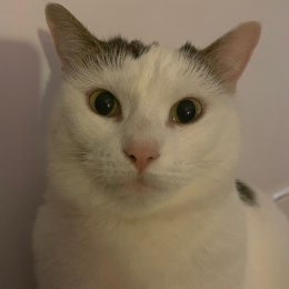 Hugo profile