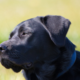 Nala profile