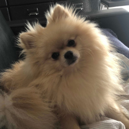 Prince profile