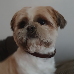 Maxou profile