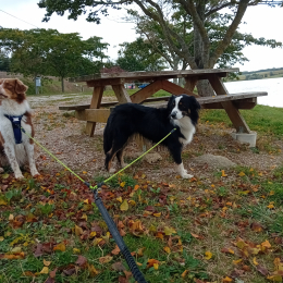 Raya et bowie profile