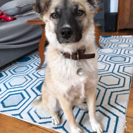 Dalca profile