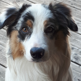 O'kaya profile