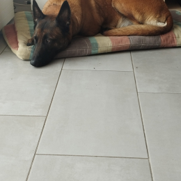 Talya profile