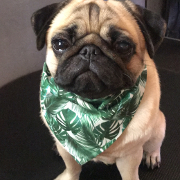 Ti-fang et jam profile