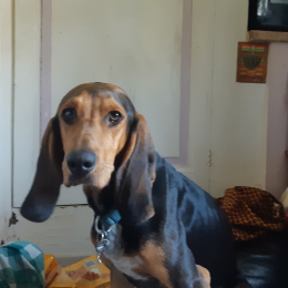Bruno profile
