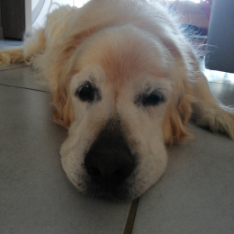 Timba profile