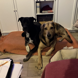 Stella et bandy profile