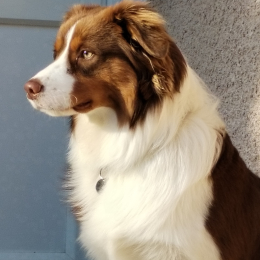 Django profile