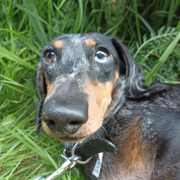 Naïade profile