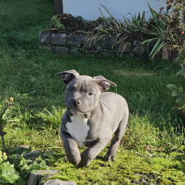 Helios profile