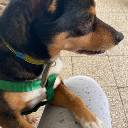 Chicco profile