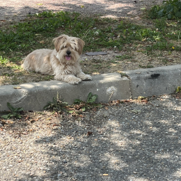Choupi profile