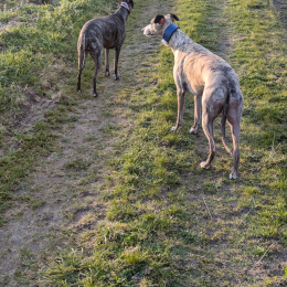Moon et noaht profile