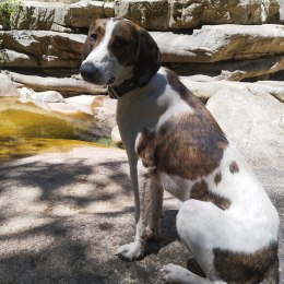 Drago profile