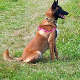 Woody profile
