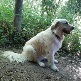 Max profile