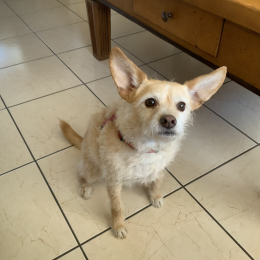 Elvis profile
