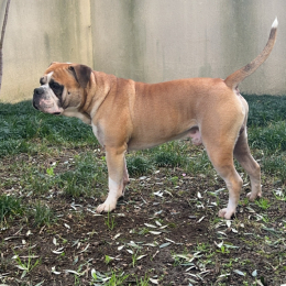 Simba profile