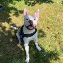 Mesrine profile
