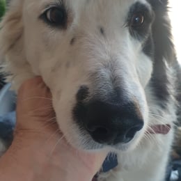 Milo profile