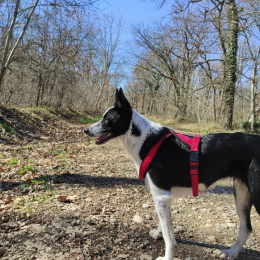 Riley profile