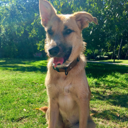 Seïba profile
