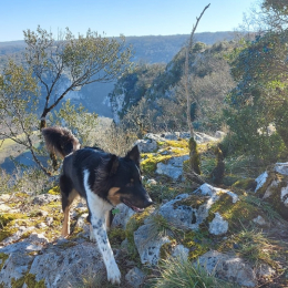 Spirit profile
