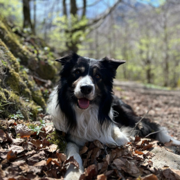 Pelops profile