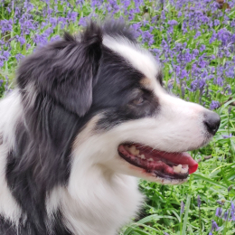 Mélya profile