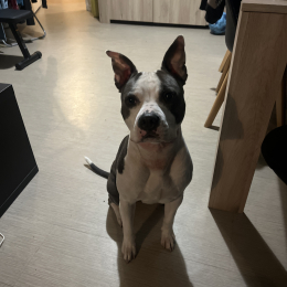 Layka profile