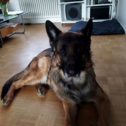 Nikos profile