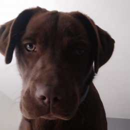Julien profile