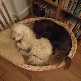 Louna et caramel profile