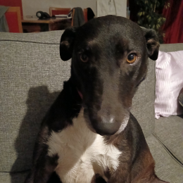 Chouquette profile