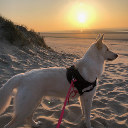 Milky profile