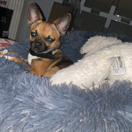 Chanel et oscar profile