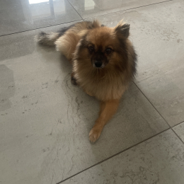 Coco profile