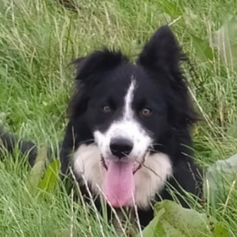 Syvet profile