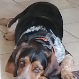 Olaf profile