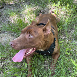 Tyson profile
